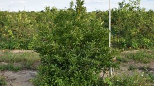Express Lanes Open to Find Latest Citrus Variety Trends
