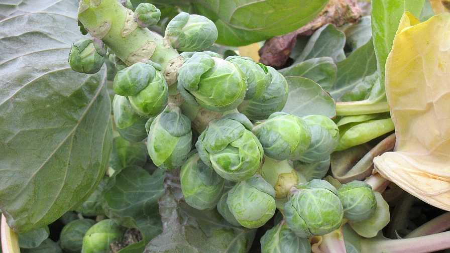 Florida Researchers Making the Most of Alternative Crops