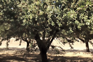 Cornerstone Rootstock