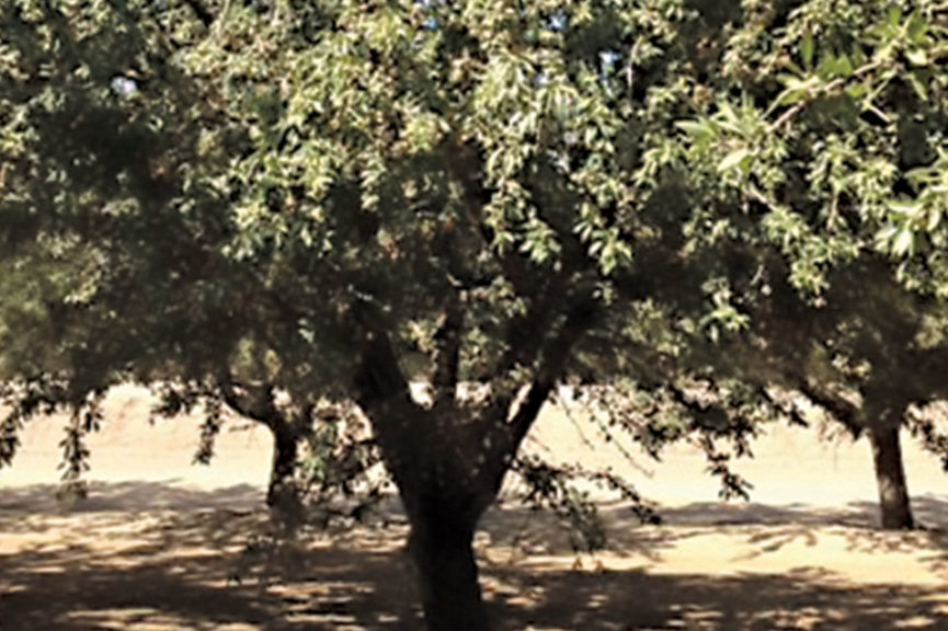 Cornerstone Rootstock