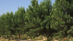 Rootstock Issues Fruit Growers Should Be Thinking About