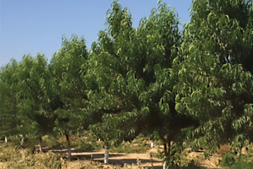 Guardian® cv. BY 520-9 Rootstock