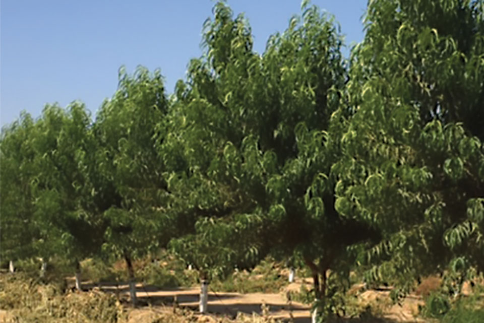 Rootstock Issues Fruit Growers Should Be Thinking About