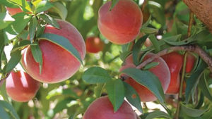 Wawona Packing Makes Play to Boost Stone Fruit Portfolio