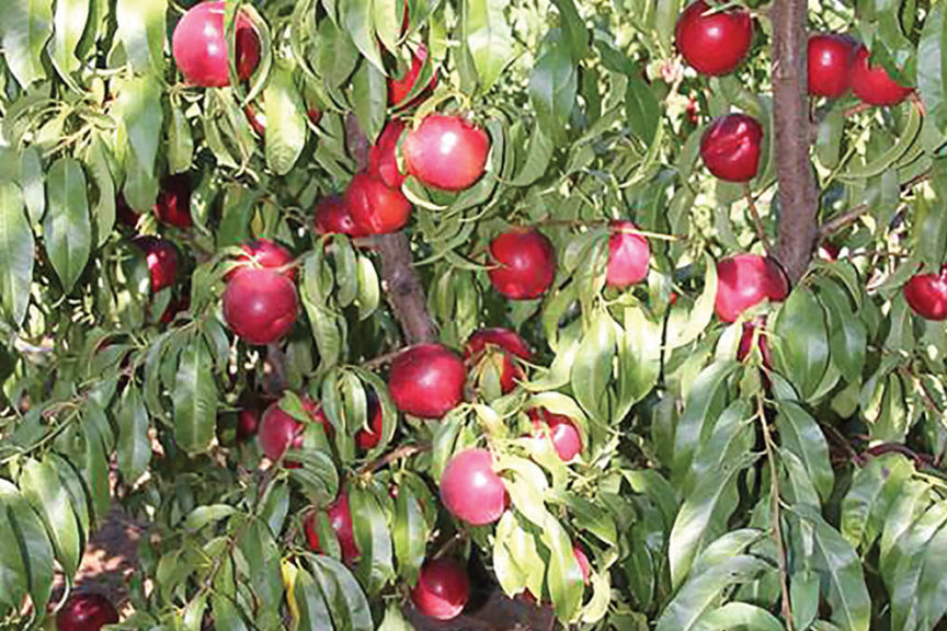 Summer Flare® 31  BN 33 (N53.015) 