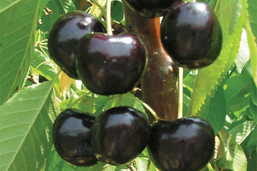 Black Pearl®