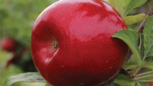 High-Color Honeycrisp, Fuji Strains Among C&O Nursery  Offerings