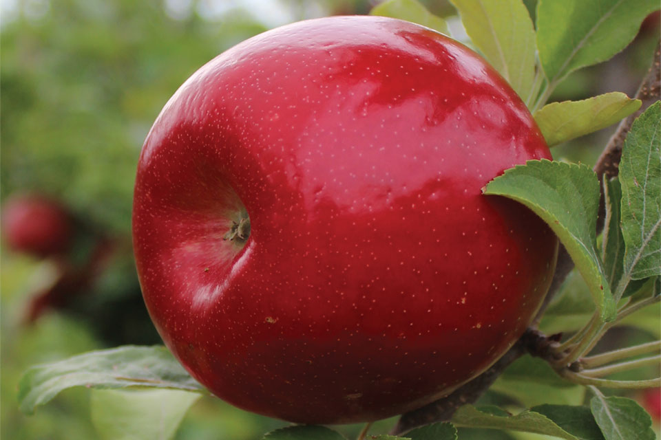 High-Color Honeycrisp, Fuji Strains Among C&O Nursery  Offerings