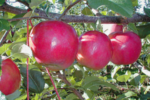 September Wonder® Fuji