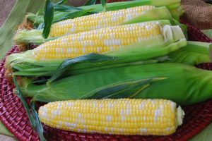 Sweet Corn: Temptress [Crookham Company]