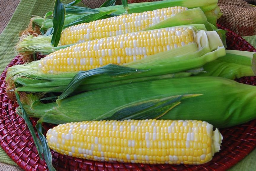 Sweet Corn: Temptress [Crookham Company]