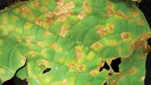 Field Scouting Guide: Cucurbit Downy Mildew