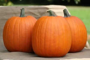 Pumpkin: Early Prince [Abbott & Cobb]