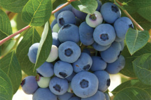 Blue Ribbon