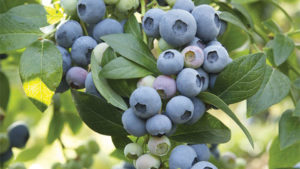 Michigan Blueberry Producers Approve Continuation Referendum