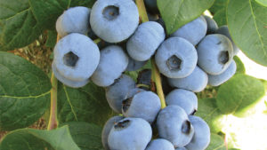Low Chill, Cold-Hardy Berry Varieties Available at Fall Creek Farm & Nursery