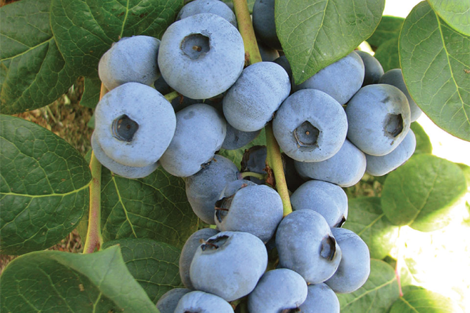 Low Chill, Cold-Hardy Berry Varieties Available at Fall Creek Farm & Nursery