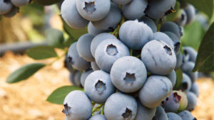 Fall Creek Farm & Nursery Raises Stakes for Its Premium Blueberry Line