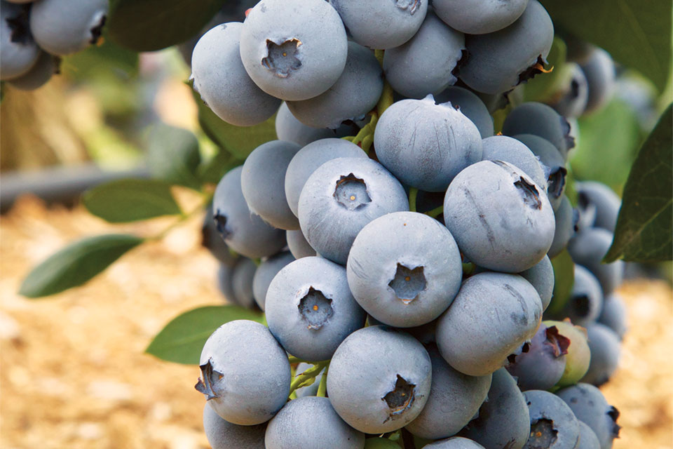 Fall Creek Farm & Nursery Raises Stakes for Its Premium Blueberry Line