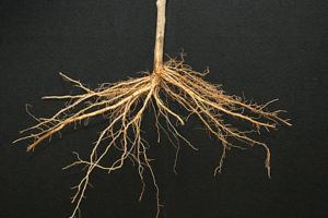 BB 106® Rootstock