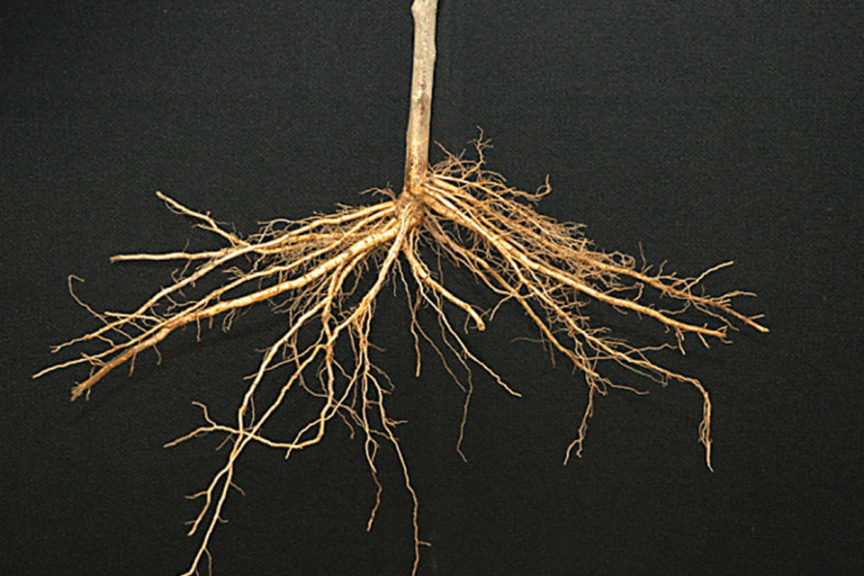 BB 106® Rootstock