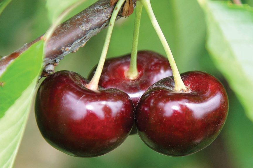 BurgundyPearl®