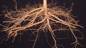 Hybrid Rootstocks, Early Cherries Among Fowler Nurseries, Inc. Offerings