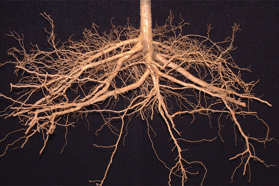 Hybrid Rootstocks, Early Cherries Among Fowler Nurseries, Inc. Offerings