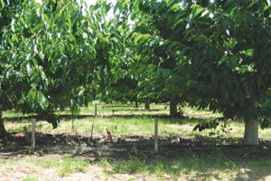 Krymsk®5 and Krymsk®6