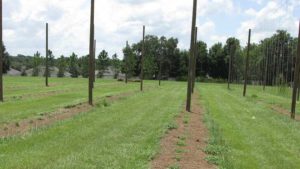 Tips for Florida Farmers Growing Hip to Hops