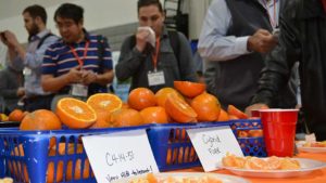 Florida Citrus Growers Find Solace in Eye of the Storm