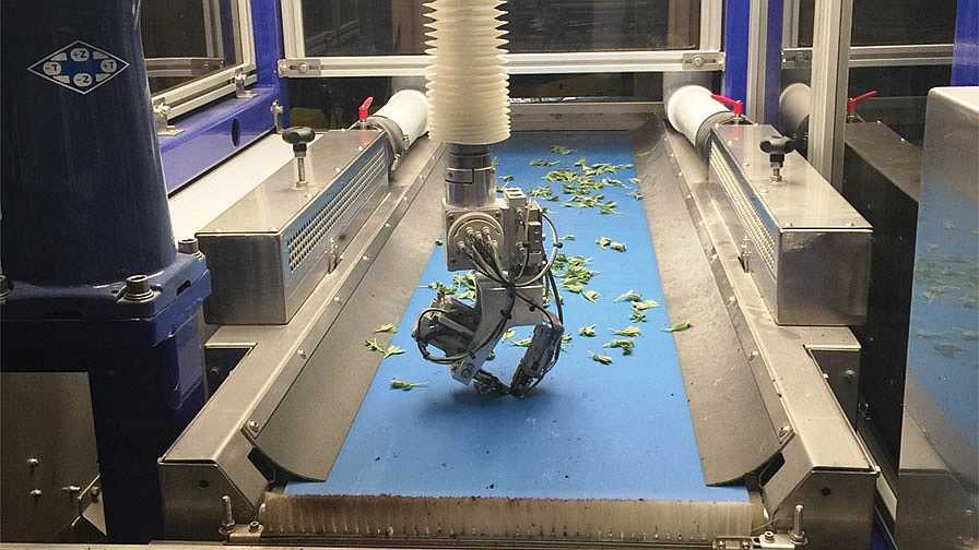 Can Robotic Transplanters Pick Up the Pace for Plant Cuttings?