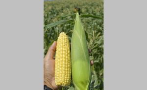 Sweet Corn: Jubilation [Seminis]