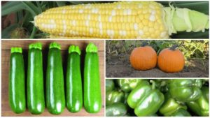 New Vegetable Introductions from Distributors in 2018