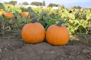 Pumpkin: Orange Sunrise [Rispens Seeds]