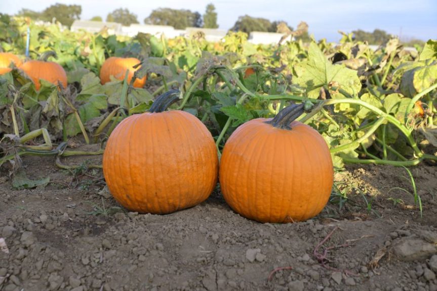 Pumpkin: Orange Sunrise [Rispens Seeds]