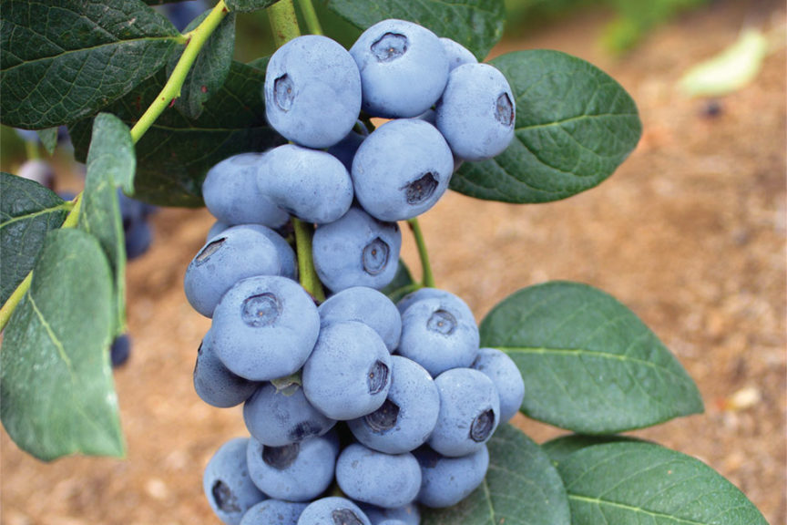New Early, Low-Chill Blueberry Varieties from Oregon Blueberry Farms and  Nursery - Growing Produce