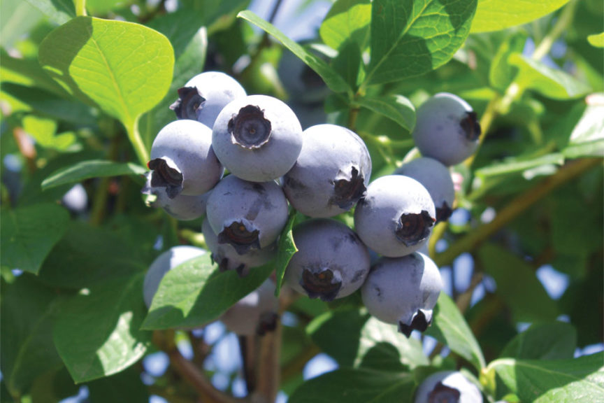 New Early, Low-Chill Blueberry Varieties from Oregon Blueberry Farms and  Nursery - Growing Produce