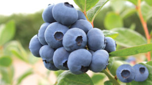 Injured by Imports: U.S. Blueberry Industry Speaks Out