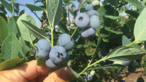 U.S. Blueberries Gain More Access to Key Asian Markets