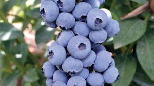 U.S. Blueberry Growers Gain Support in ITC Case