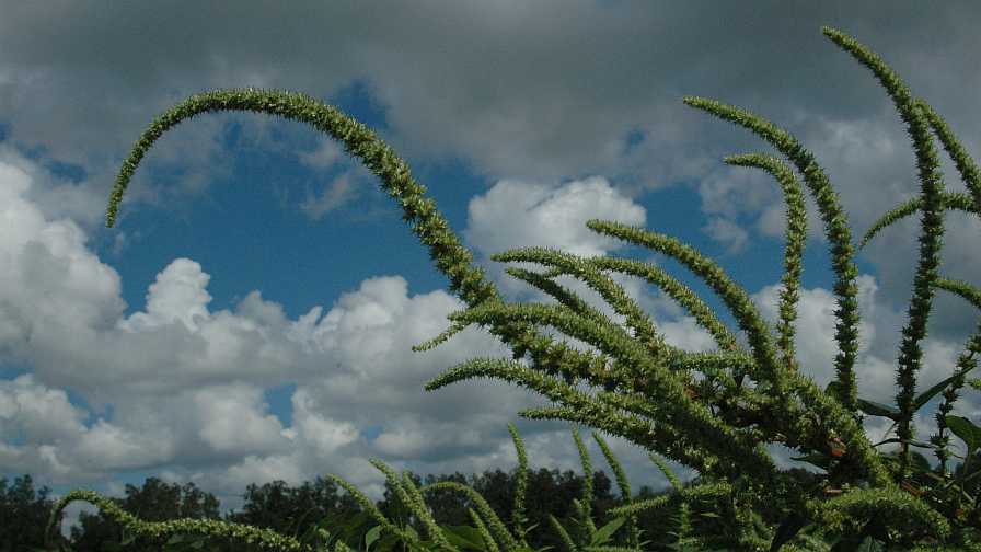 Superweed Palmer Amaranth is on the Move: Here’s What You Need to Know