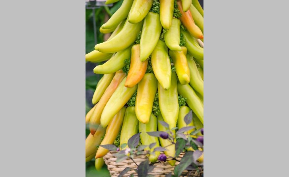Pepper: Mexican Sunrise F1 [Seeds by Design]