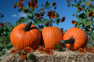Pumpkin: Edison [Outstanding Seed Company]