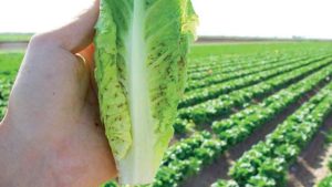 4 Keys to Effective Aphid Management in Leafy Vegetables