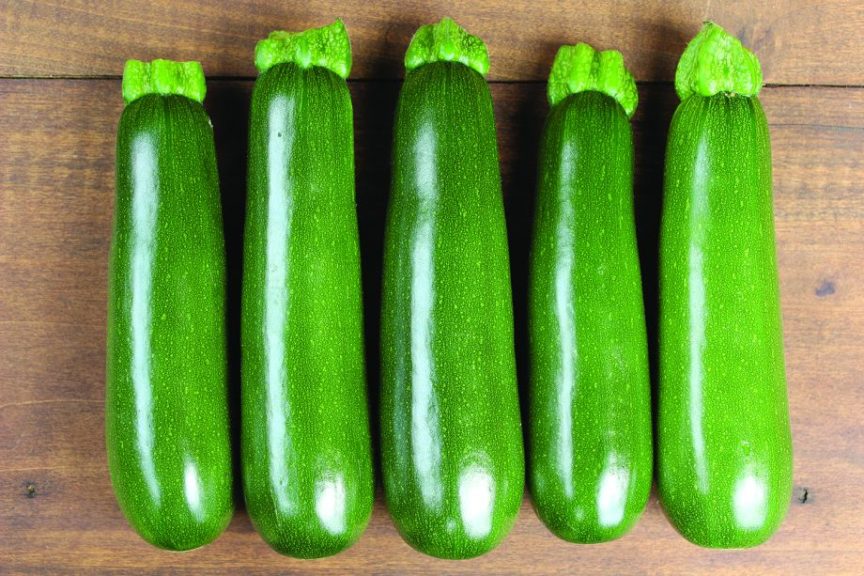 Zucchini: SV0914YG [Rupp Seeds]