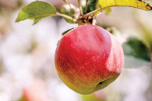Ambrosia™