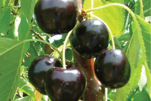Black Pearl®