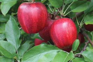 Buckeye® Prime