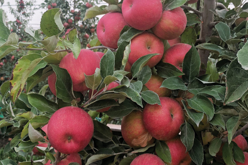 Firestorm™ Honeycrisp